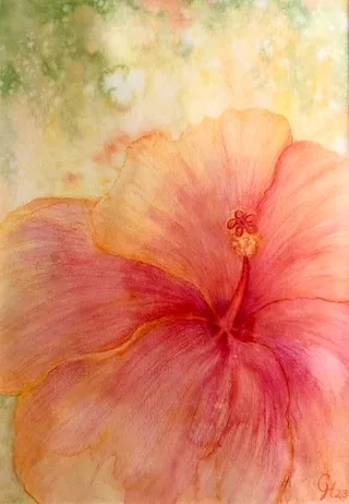 Hibiskus