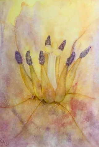 Tulpe