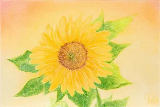 Sonnenblume